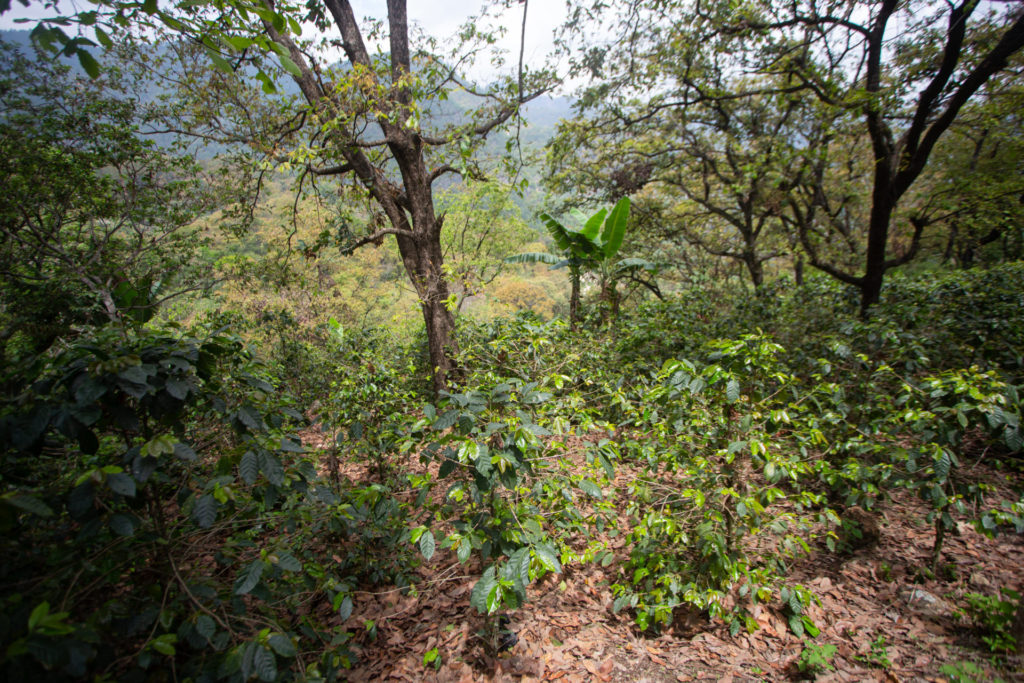 Coffee plants under the trees