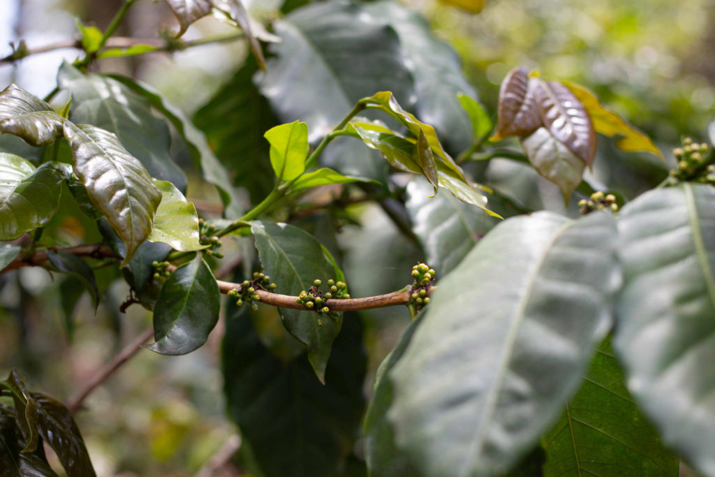 Wonder what does coffee beans grow on? Here you see the fruit growing on the tree.