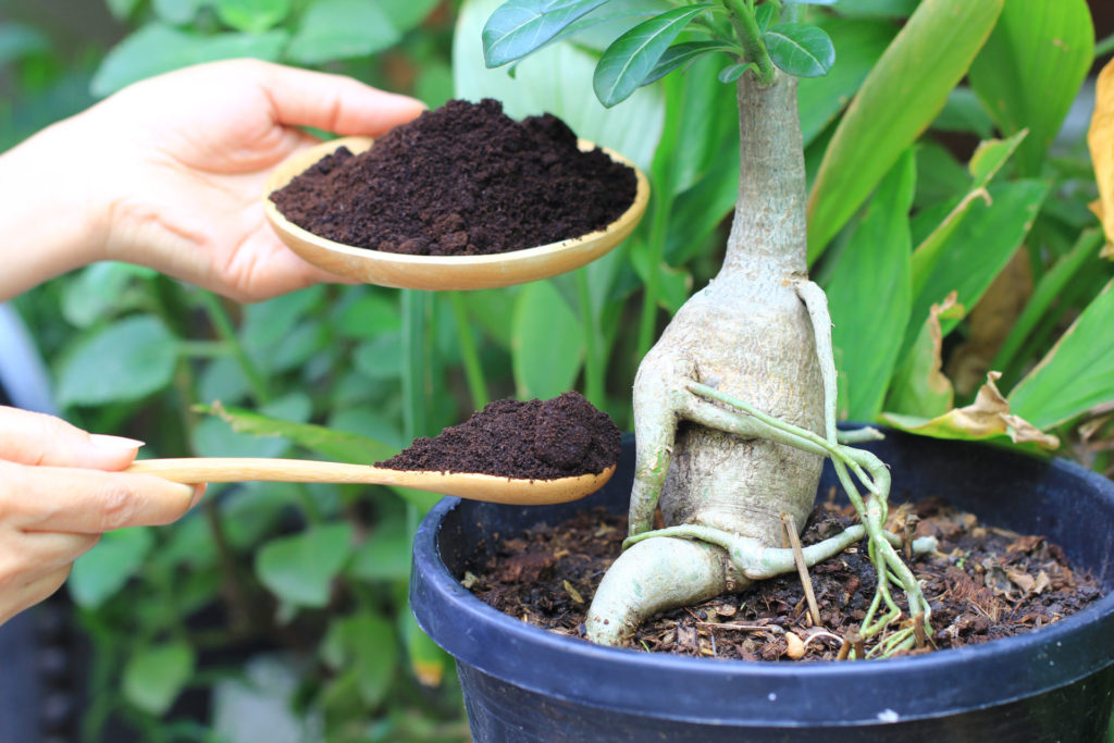 Use coffee grounds for gardening. Here they are added to a little tree.